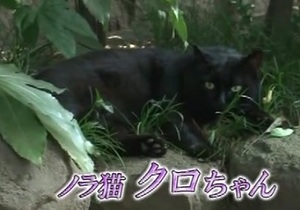 野良猫クロちゃん