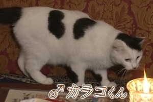カラコくん