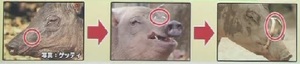 バビルサの牙