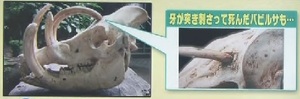 バビルサの牙で…