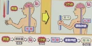 運動神経の伝達経路
