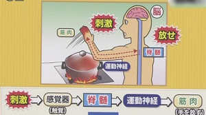反射の伝達経路
